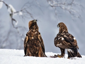 winter, Golden Eagles