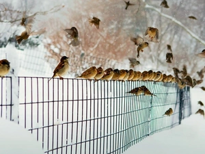 Path, sparrows, viewes, winter, trees, fence