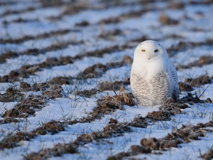 winter, owl, Field