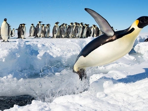 winter, penguin, flight