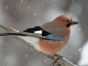 jay, incident, snow, winter