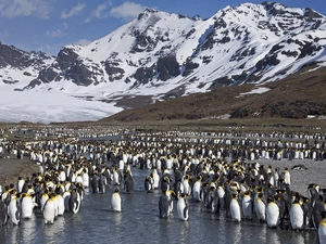winter, penguin, Mountains