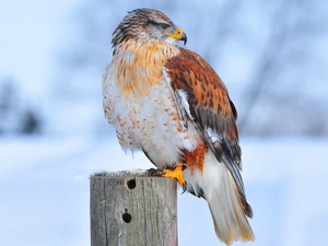 winter, hawk, pile