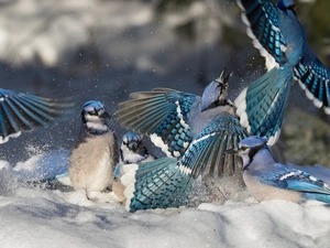 snow, Blue Jay, winter