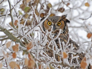 winter, owl, trees