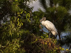 trees, viewes, stork, Wood Stork, Bird