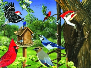 birds, cardinal, Bird, woodpecker