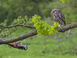owl, woodpecker, branch, Little Owl