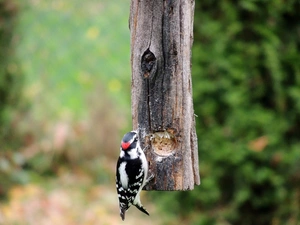woodpecker, Hairy