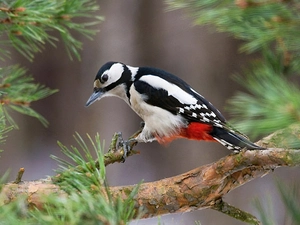 woodpecker, spruce