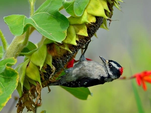 woodpecker, Sunflower