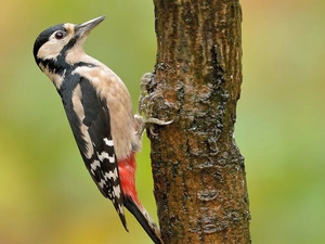 woodpecker, trees