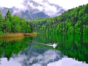 Mountains, lake, swan, woods