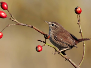 Bird, blueberries, branch, wren