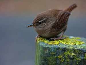 Passerine Birds, post, wren, Family, Gray