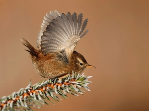 wren
