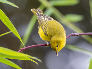 Twigs, Yellow, Bird, Warbler egret