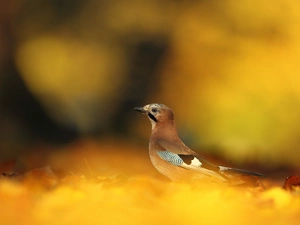 birdies, background, jay, Yellow