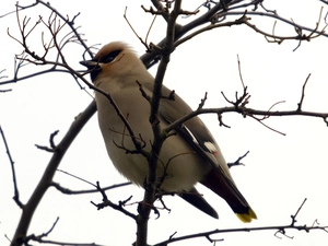 Waxwing, black and yellow, tail, branch