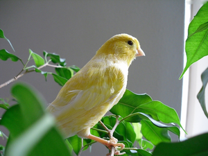 Yellow, canary