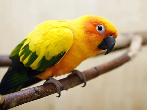 Orange, Green and Yellow, wings, parrot