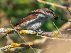 Insect, branch pics, young, carboy, Bird