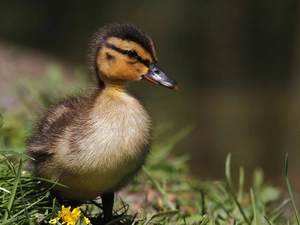 young, Ducky