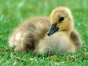 young, goose