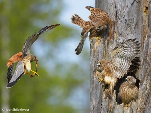 kestrel, hollow, feeding, young
