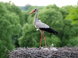 young, stork, nest