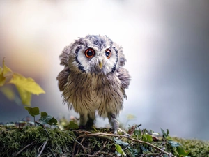 young, owl