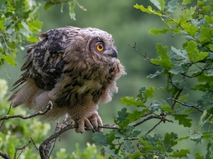 Eurasian Eagle-Owl, owl, oak, Leaf, trees, young