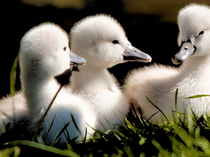 Three, Swan, grass, young