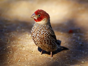 Zebra Czerwonogłowa