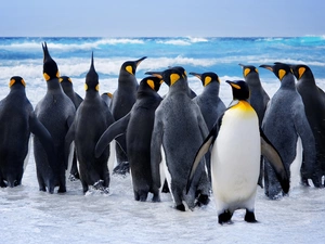 New, Zelandia, penguins, sea, Family