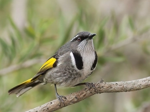 twig, birdies, Miodaczek Złotoskrzydły