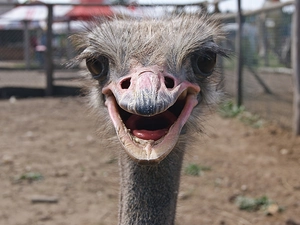 zoo, ostrich, Head
