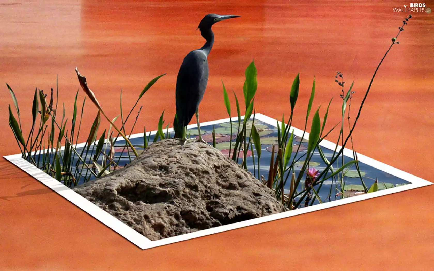 Bird, Island, bulrush, 3D