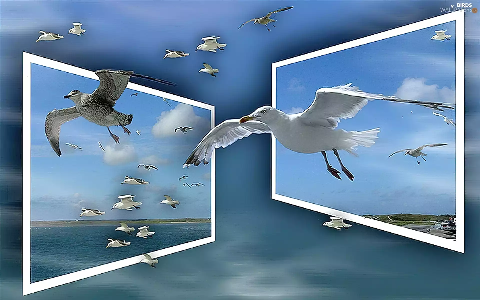 4d, gulls, Windows