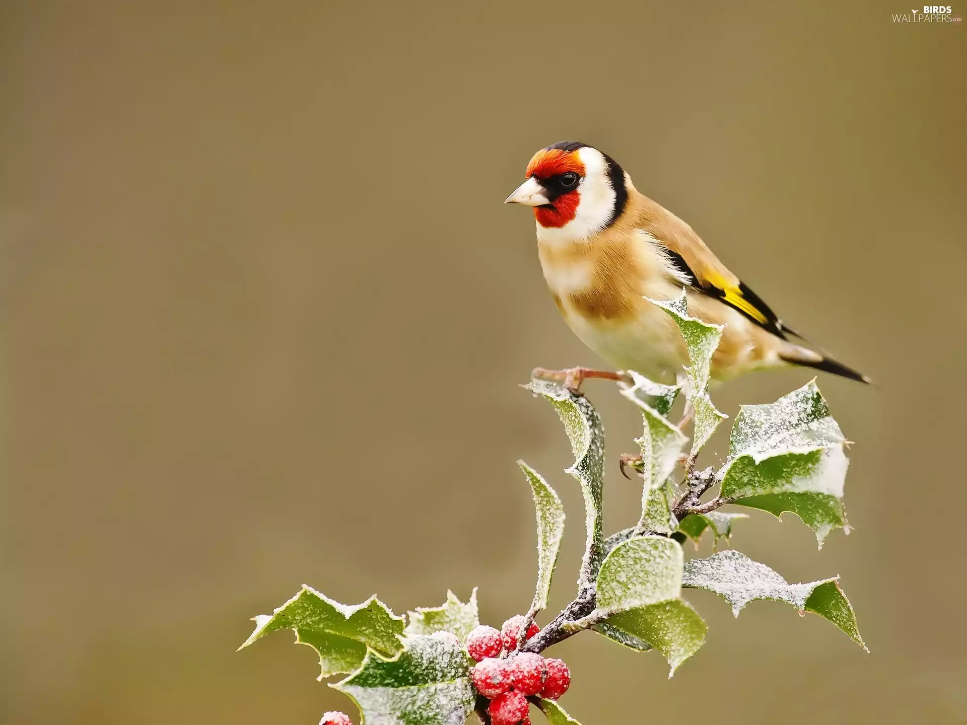 The herb, goldfinch, A snow-covered