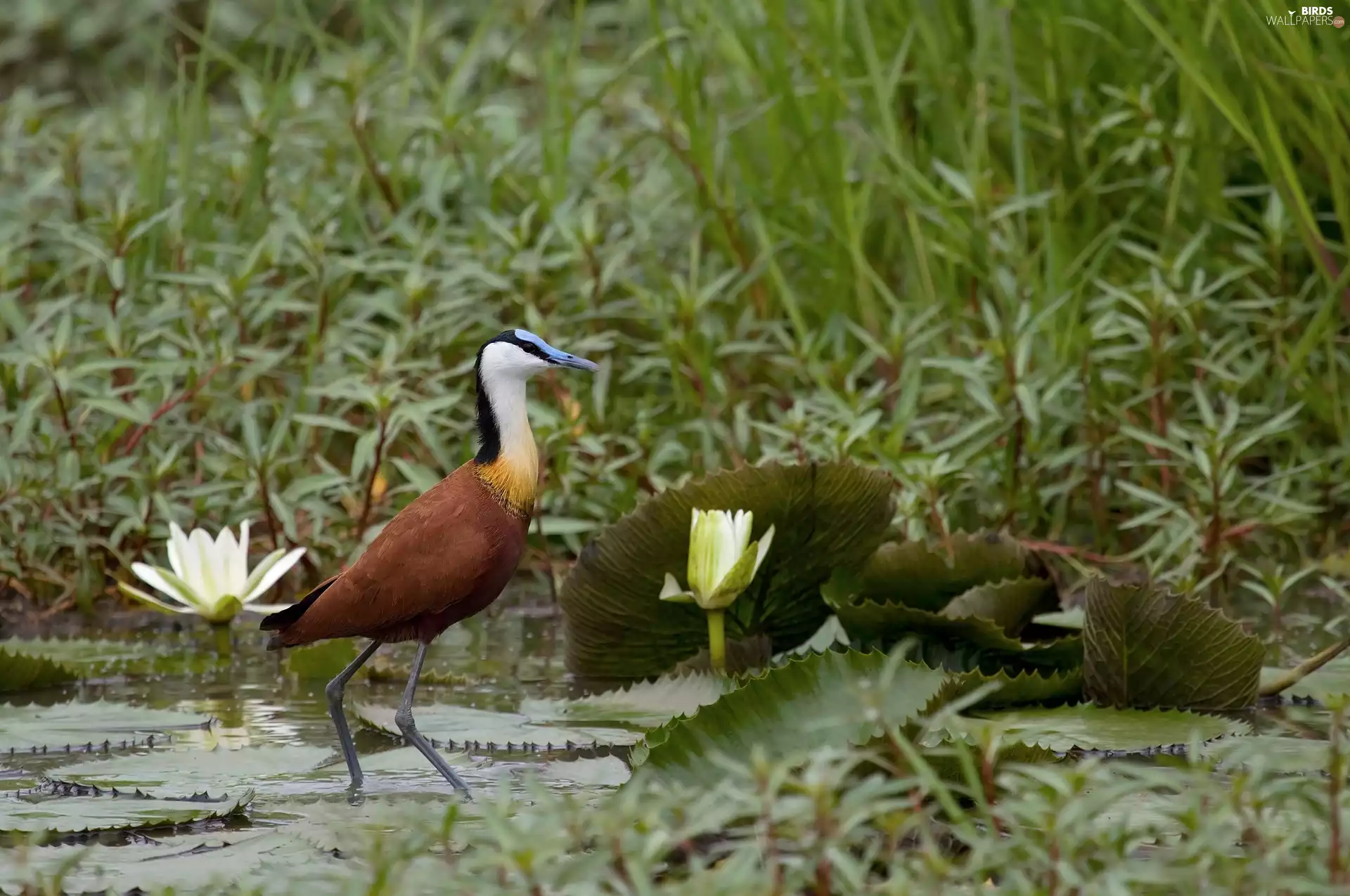 heron, water, Plants, African
