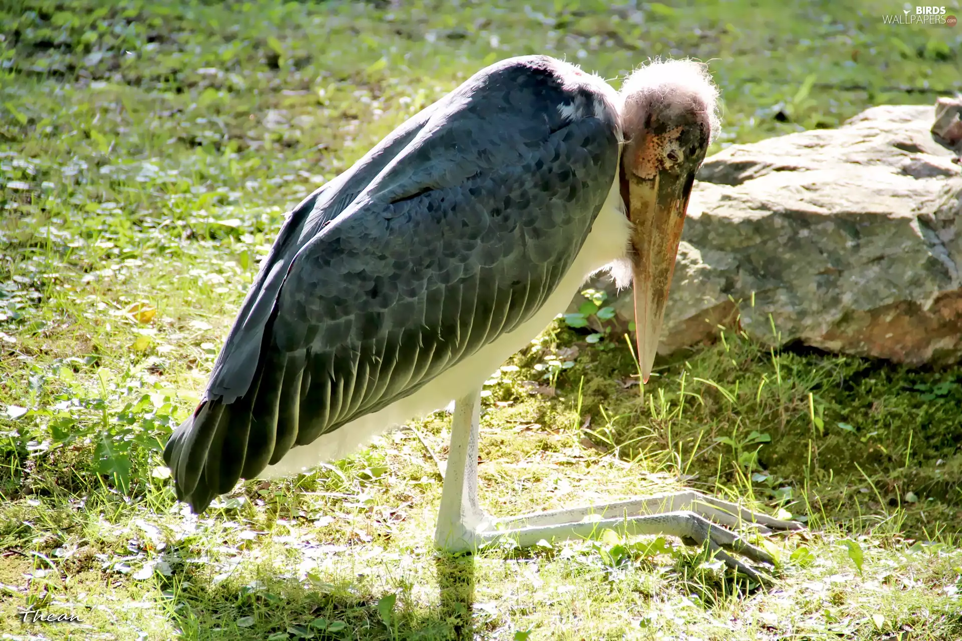 african, stork, marabou