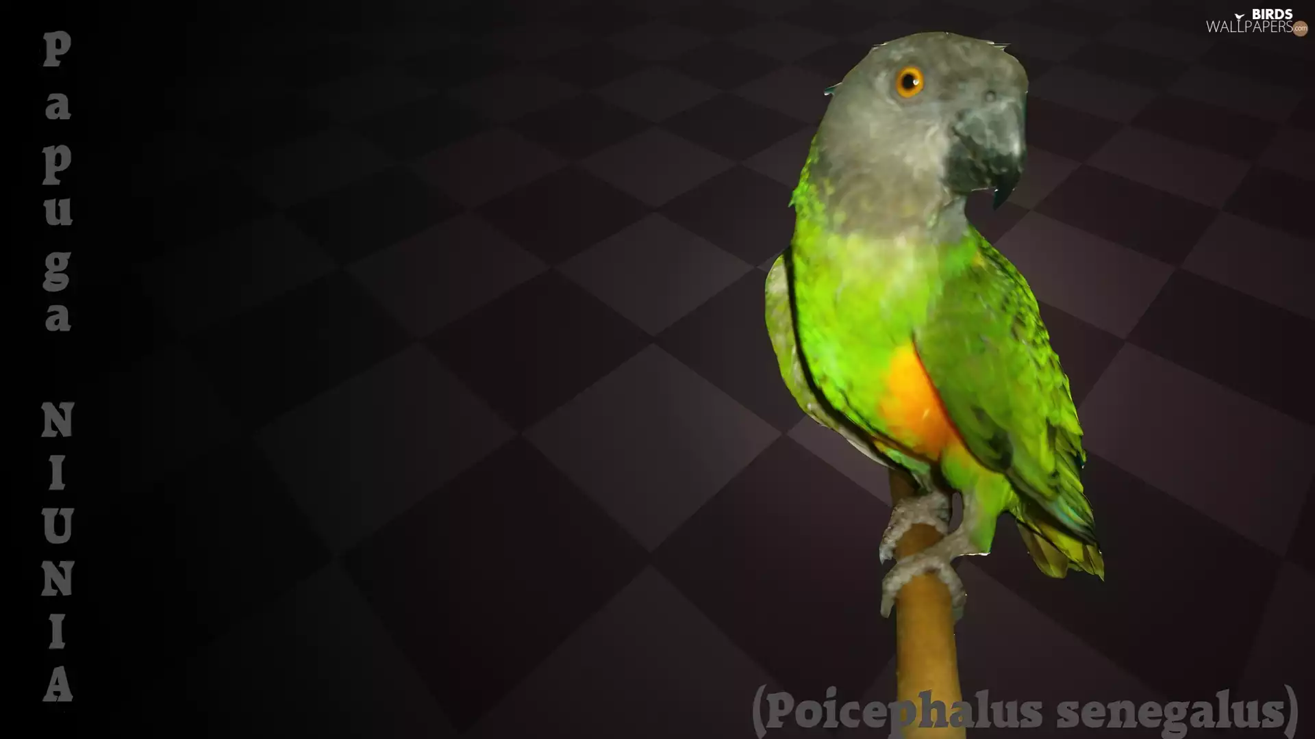 African woman, Senegal