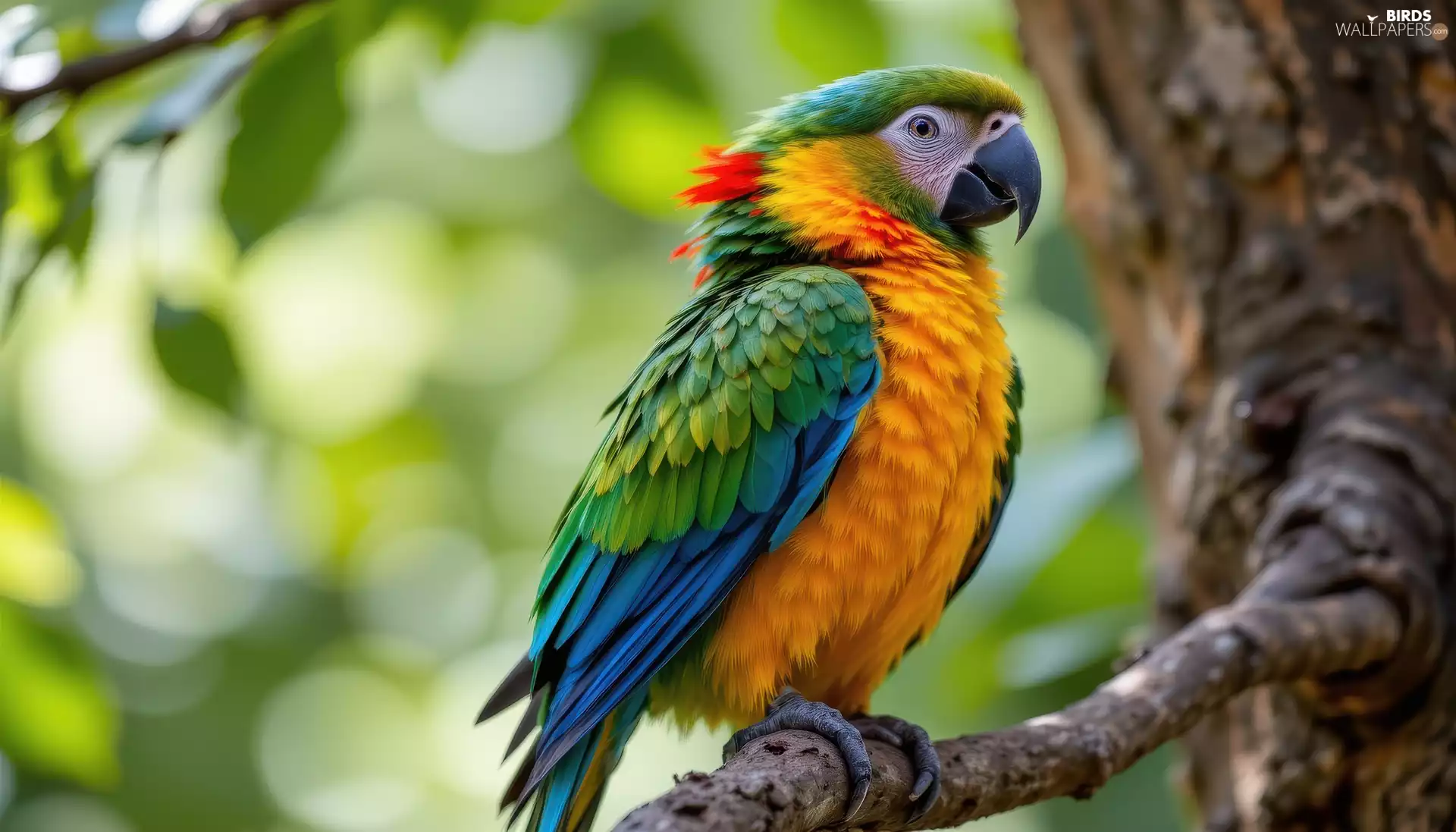 twig, Ai, parrot, trees, Coloured