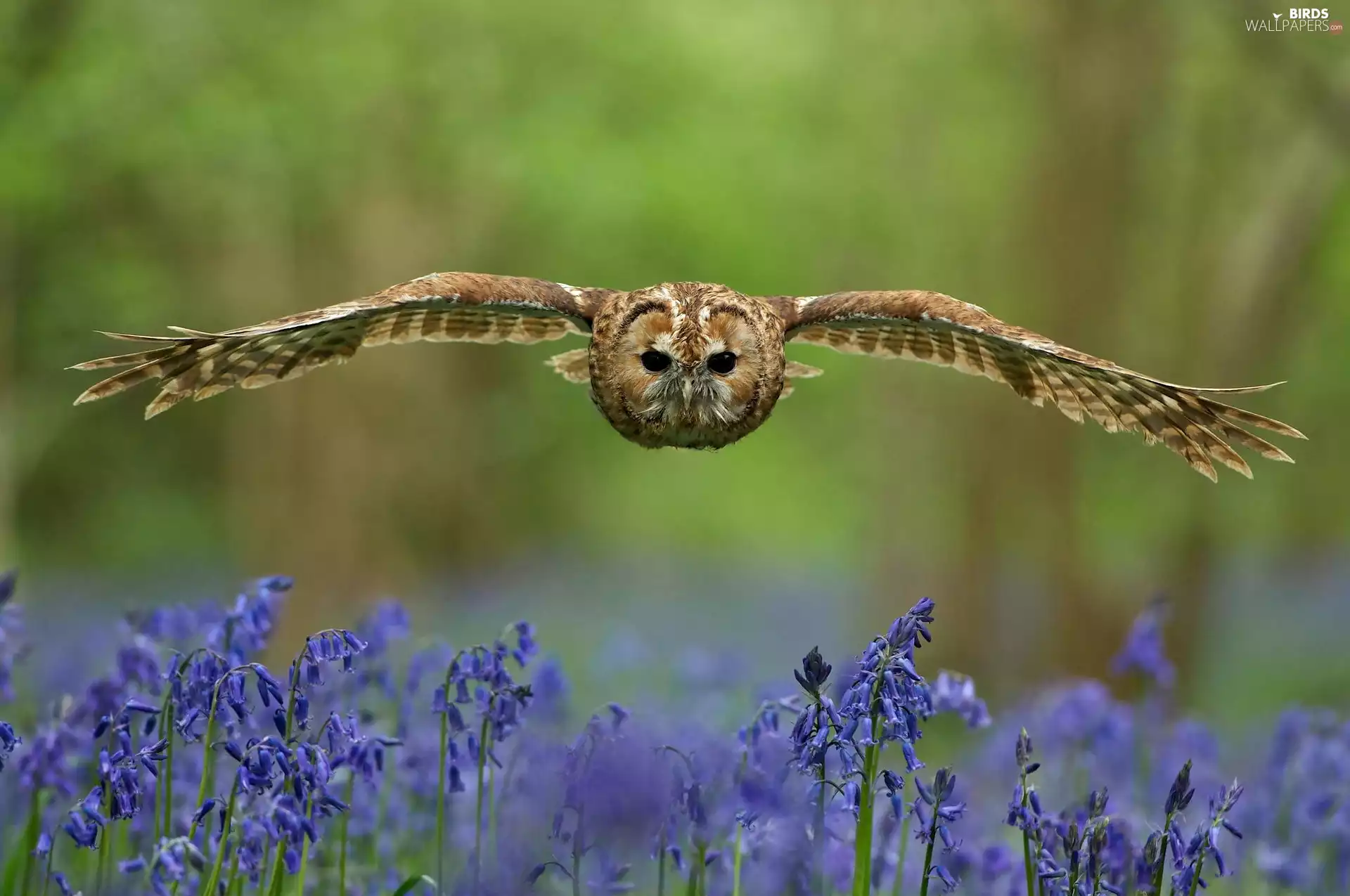 owl, in the air