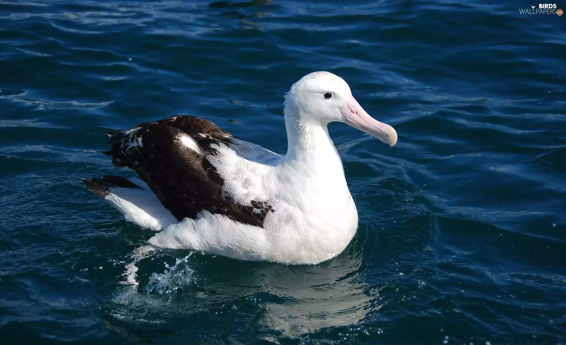 albatross, Ocean