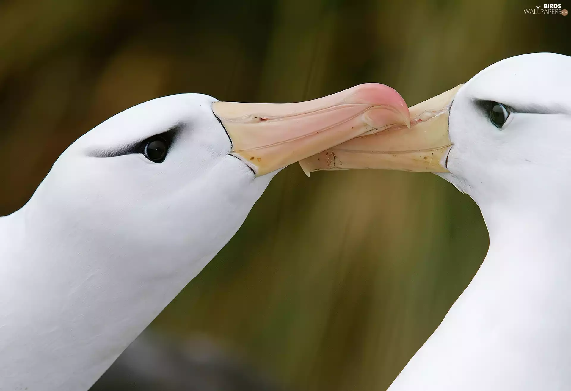 albatrosses