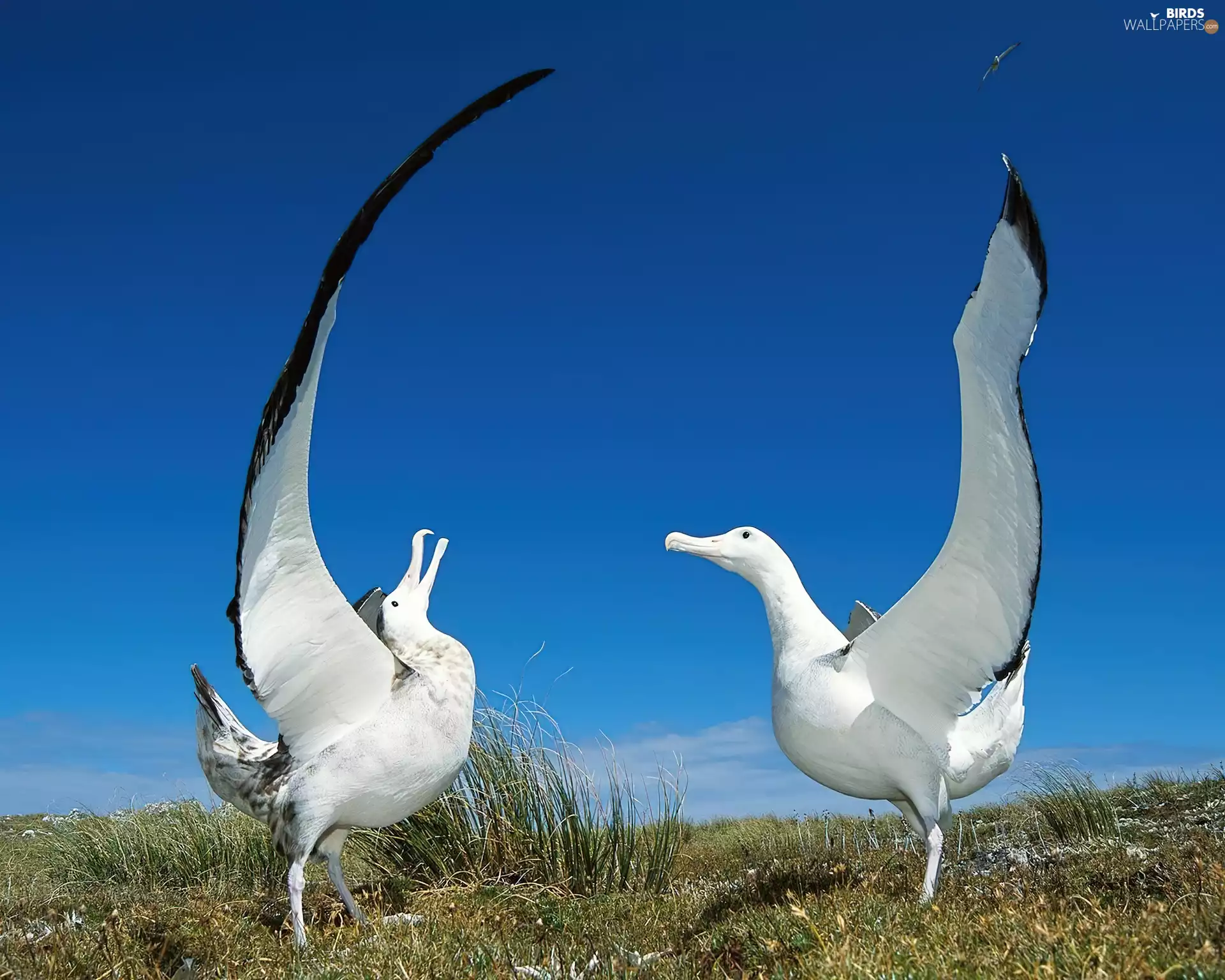 albatrosses