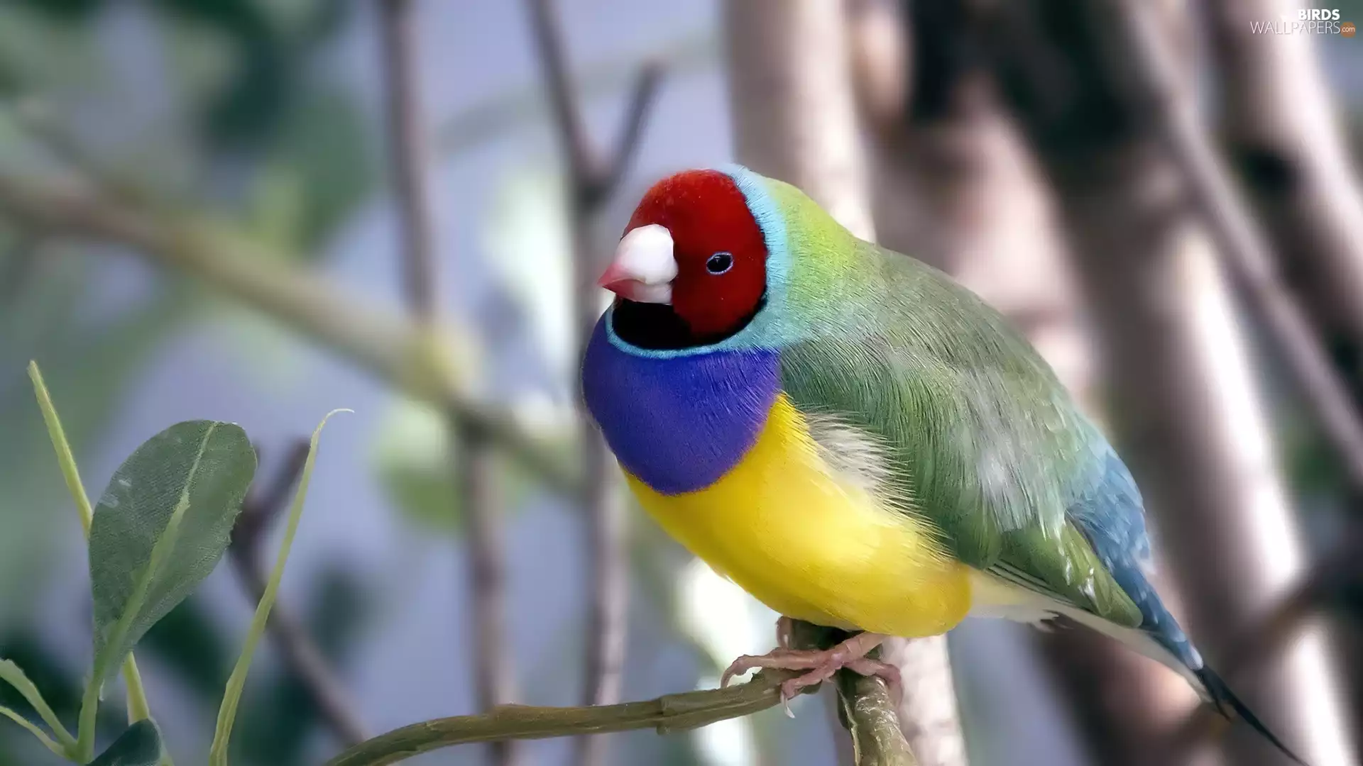 Bird, Poephila, branch, Amadyniec