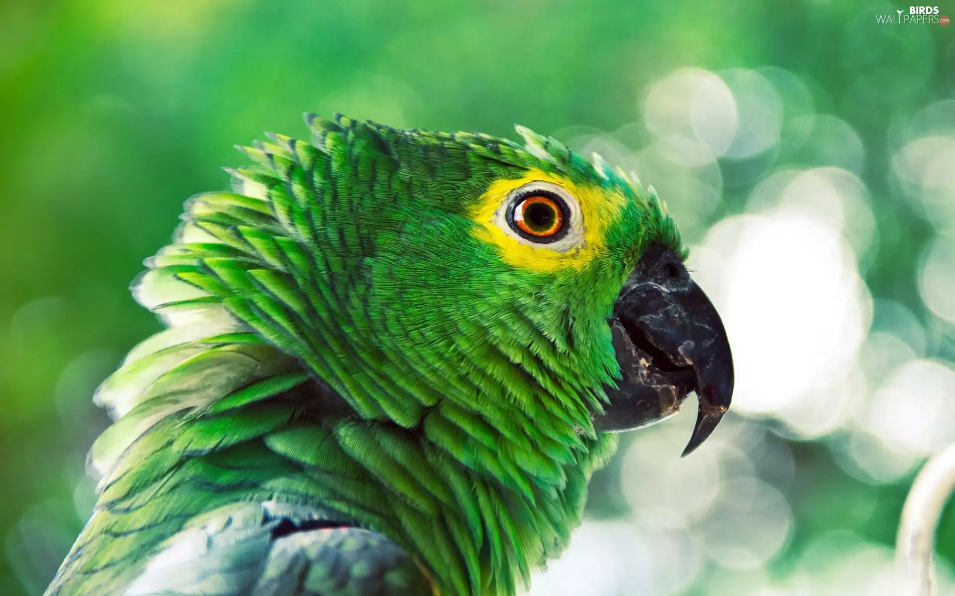 parrot, Yellow-Shouldered Amazon